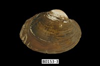 藏品(蚌)的圖片